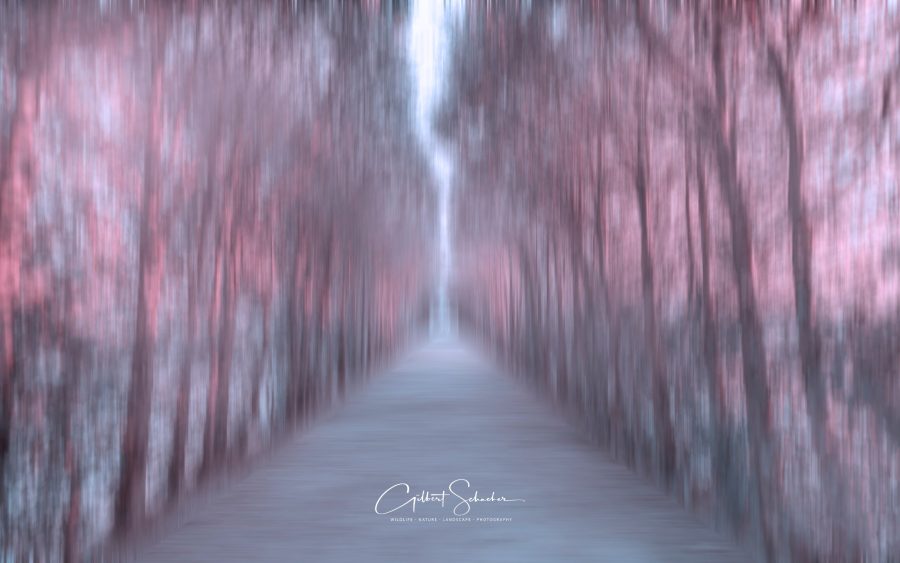 Allee in Bewegung, Gilbert Photography