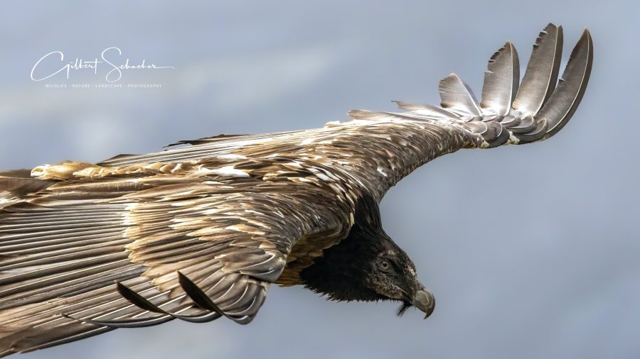 Bartgeier im Flug, Gilbert Photography