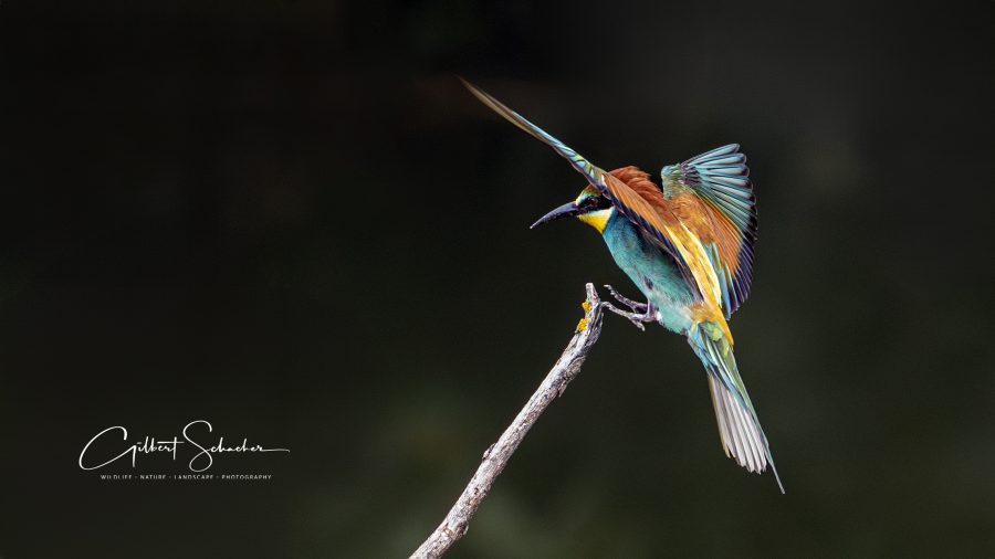Bienenfresser im Anflug, Gilbert Photography