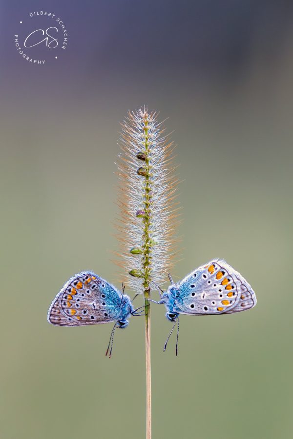 Bläulinge am Grashalm, Gilbert Photography