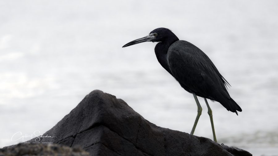 Blaureiher, Gilbert Photography