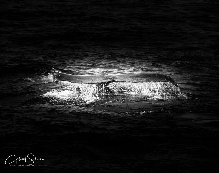 Buckelwal -2, Gilbert Photography