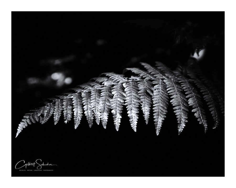 Farn im Licht, Gilbert Photography