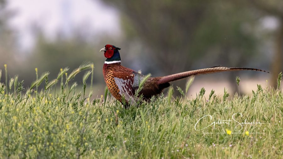 Fasan im Gras, Gilbert Photography