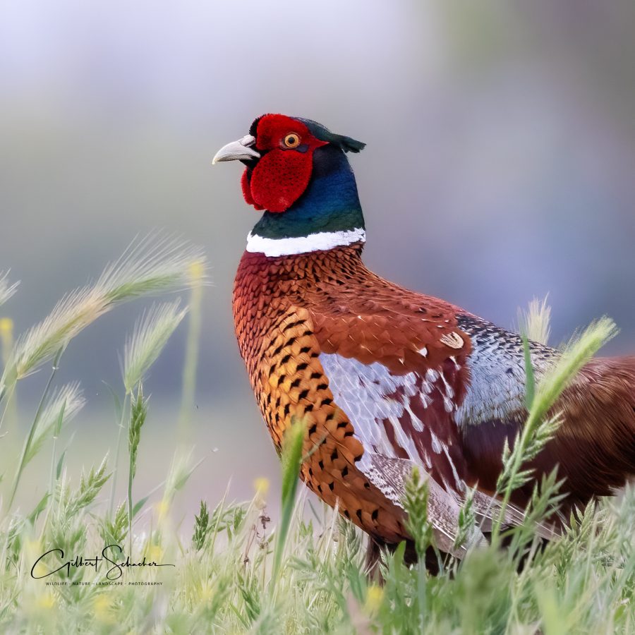 Fasan Portrait, Gilbert Photography