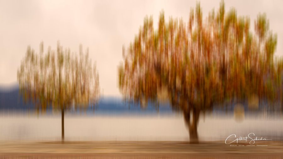 Herbstbäume am See, Gilbert Photography