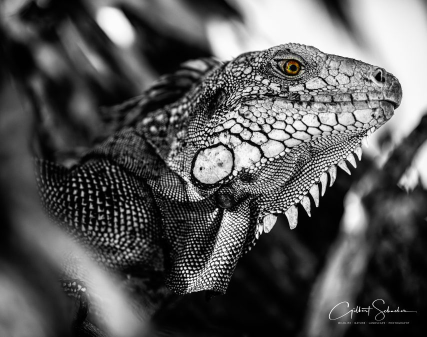 Iguana, Gilbert Photography