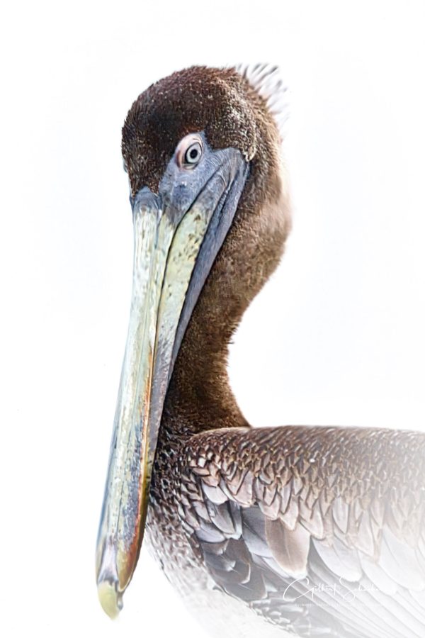 Pelikan, Gilbert Photography