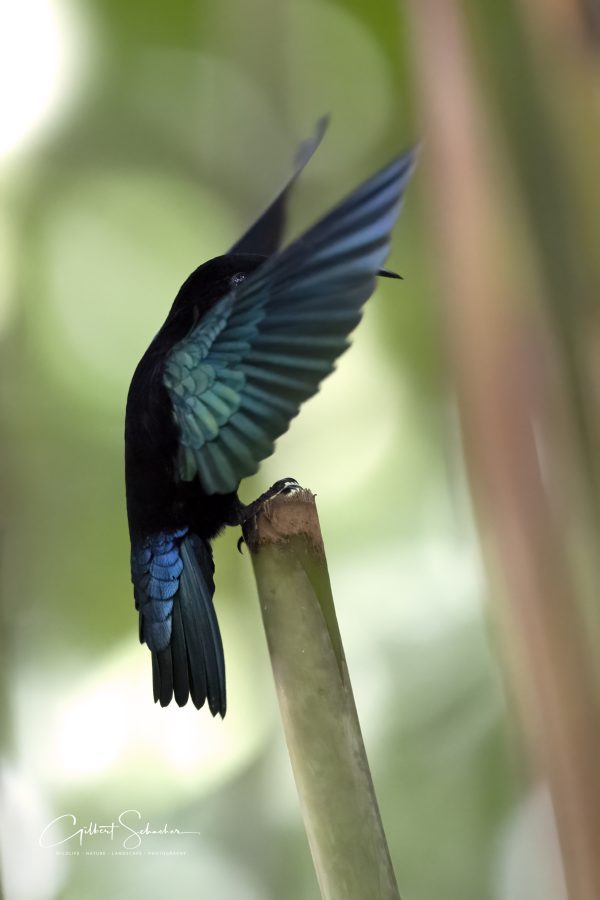 Purpurkehlkolibri, Gilbert Photography
