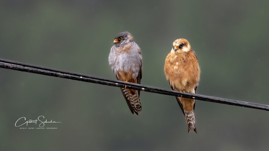 Rotfussfalken auf der Leitung, Gilbert Photography