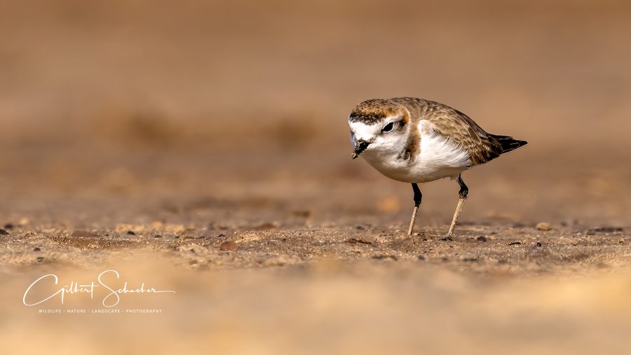 Seeregenpfeifer, Gilbert Photography