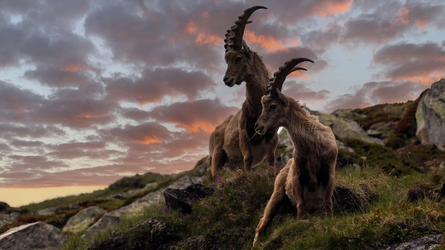 Steinbock, Gilbert Photography