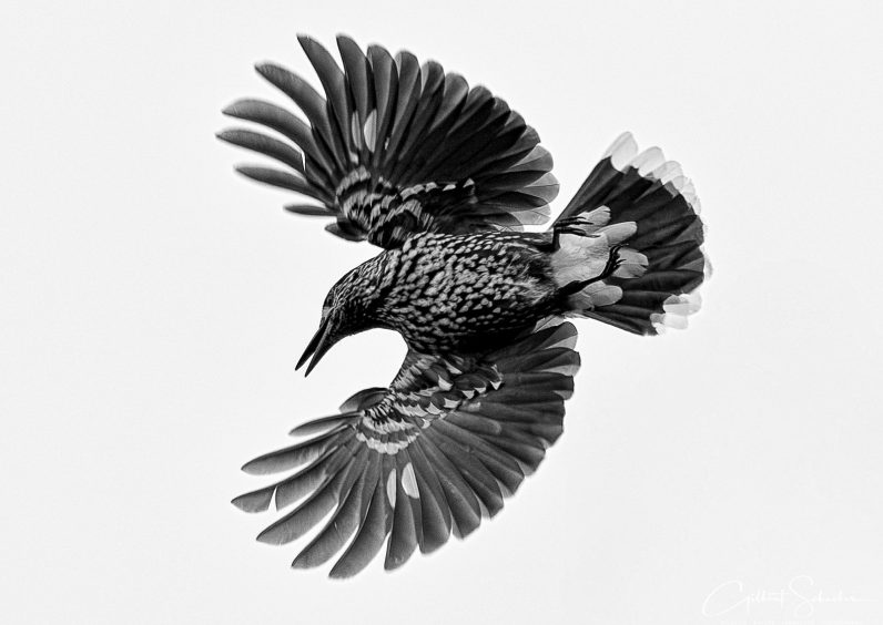 Tannenhaeher, Gilbert Photography
