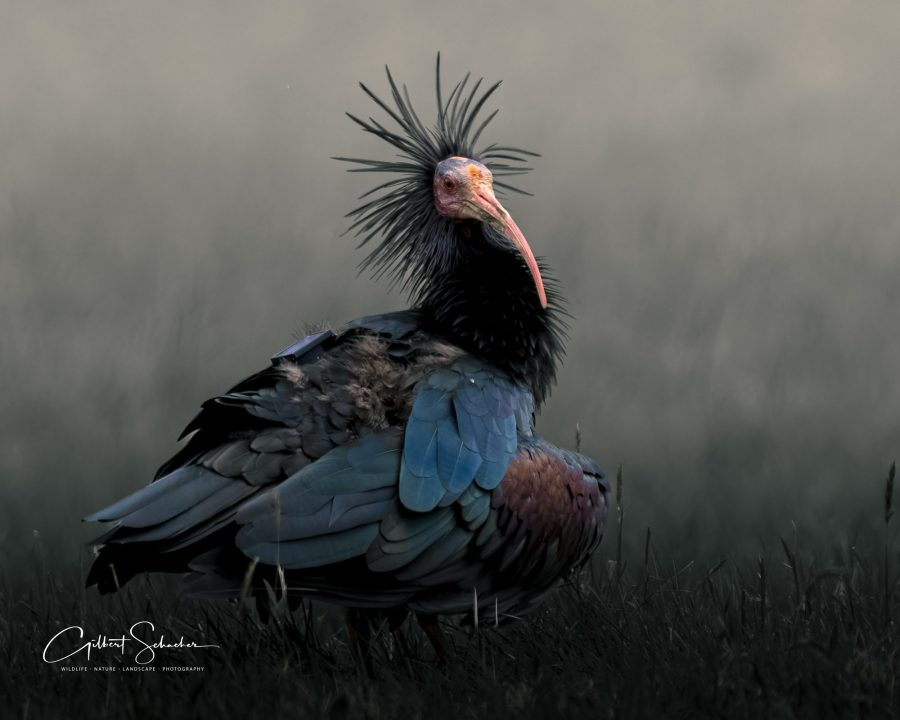 Waldrapp, Gilbert Photography