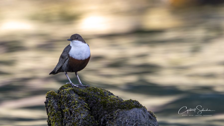Wasseramsel, Gilbert Photography