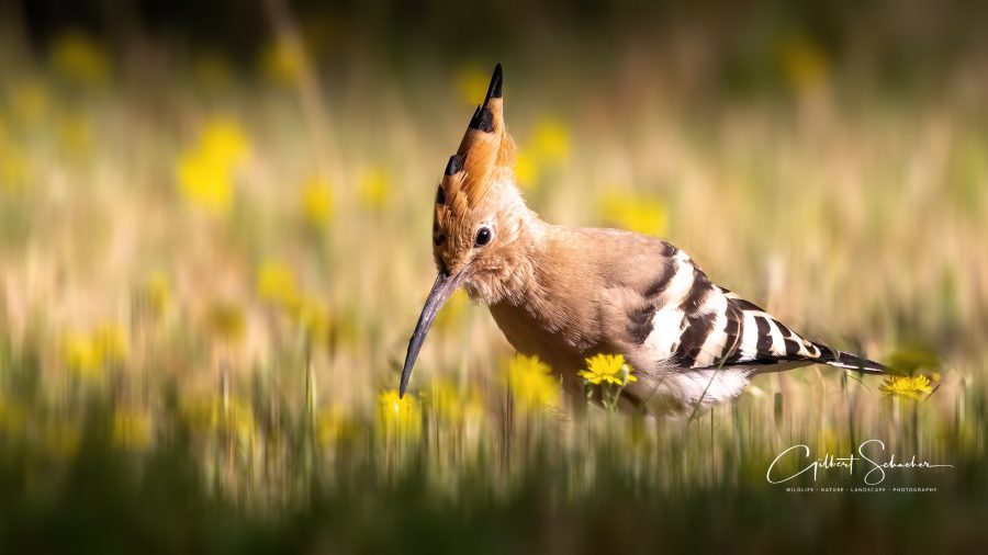 Wiedehopf auf Nahrungssuche, Gilbert Photography
